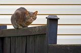 On The Fence_52407